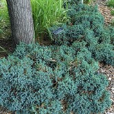 Blue Star Juniper